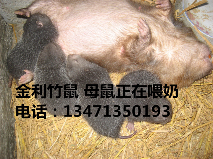 竹鼠种苗丨广西竹鼠种苗丨桂林竹鼠种苗 