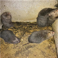 竹鼠