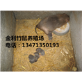 广西竹鼠种苗丨桂林竹鼠种苗 