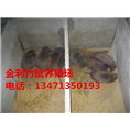 广西竹鼠丨桂林竹鼠种苗丨金利竹鼠养殖场 