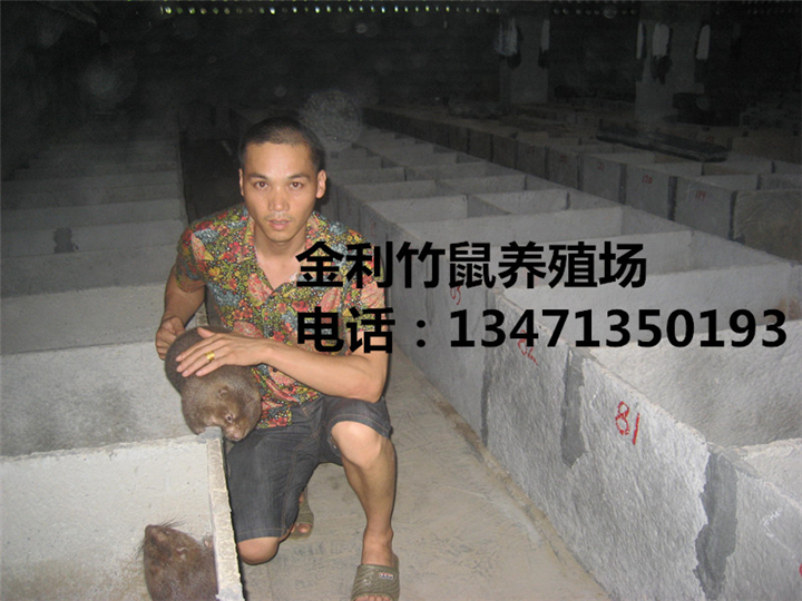 竹鼠养殖|广西竹鼠|金利竹鼠养殖场 
