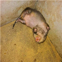竹鼠