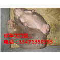 桂林竹鼠丨桂林竹鼠种苗丨桂林竹鼠养殖 