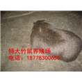 广西竹鼠丨桂林竹鼠种苗丨广西竹鼠的哺育 