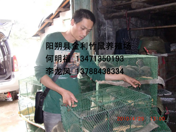 广西竹鼠丨广西竹鼠价格丨金利竹鼠养殖场 