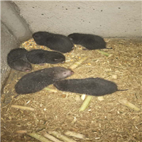 竹鼠养殖 竹鼠销售基地 竹鼠种苗 