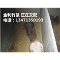 广西竹鼠种苗丨竹鼠价格丨金利竹鼠养殖场 
