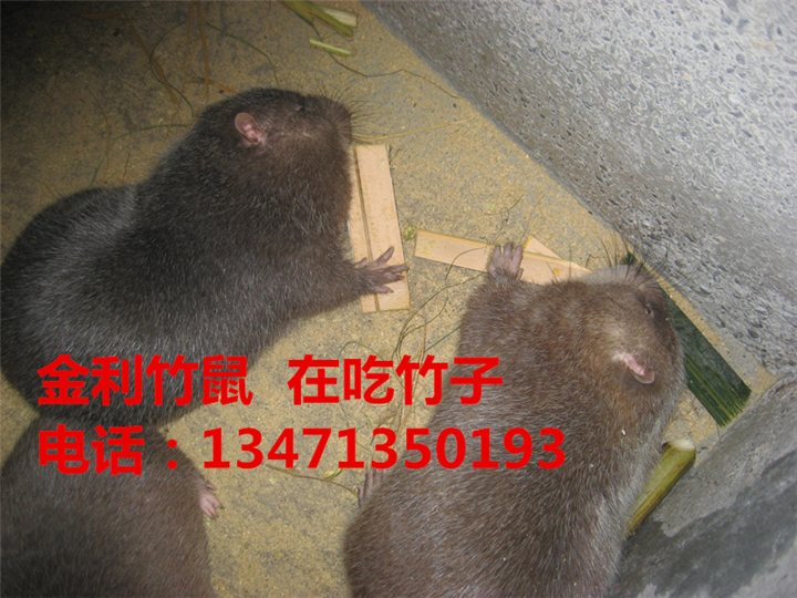 广西竹鼠丨桂林竹鼠丨金利竹鼠养殖场 