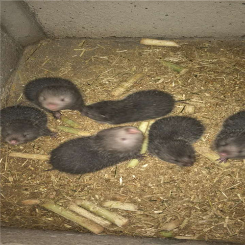竹鼠养殖 竹鼠养殖基地 竹鼠养殖场 