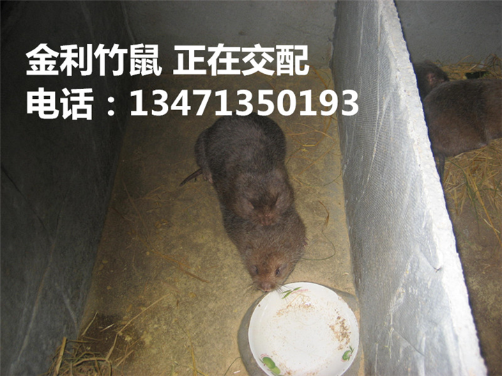 广西竹鼠种苗丨竹鼠价格丨金利竹鼠养殖场 