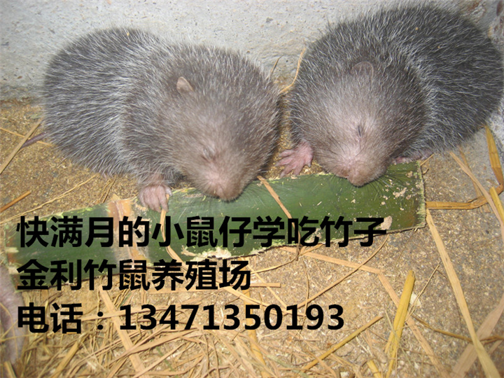 桂林竹鼠丨桂林竹鼠种苗丨竹鼠供应价格 