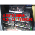 广西竹鼠种苗批发 