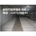 桂林竹鼠丨桂林竹鼠种苗丨竹鼠养殖环境 