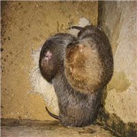 竹鼠