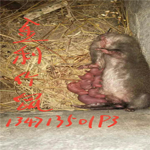 江西竹鼠 江西竹鼠种苗 江西竹鼠销售 