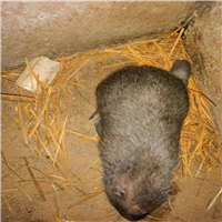 竹鼠