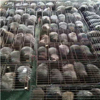 竹鼠