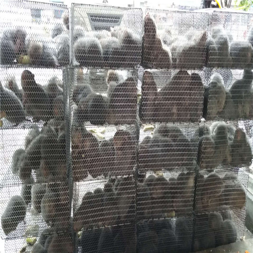 江西竹鼠 江西竹鼠价格 江西竹鼠销售 