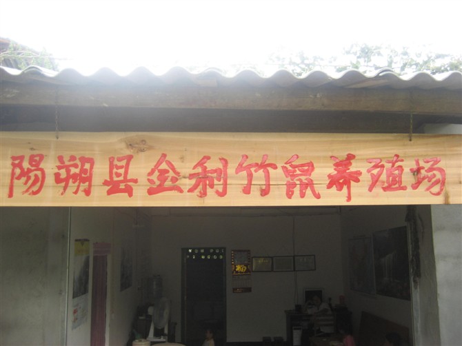 竹鼠|竹鼠种苗|竹鼠价格|广西竹鼠|桂林竹鼠|金利竹鼠养殖场 