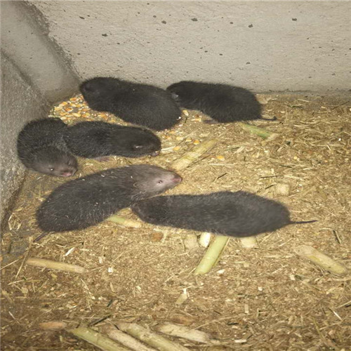 竹鼠养殖 竹鼠销售基地 竹鼠种苗 