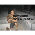 竹鼠养殖|广西竹鼠|金利竹鼠养殖场 