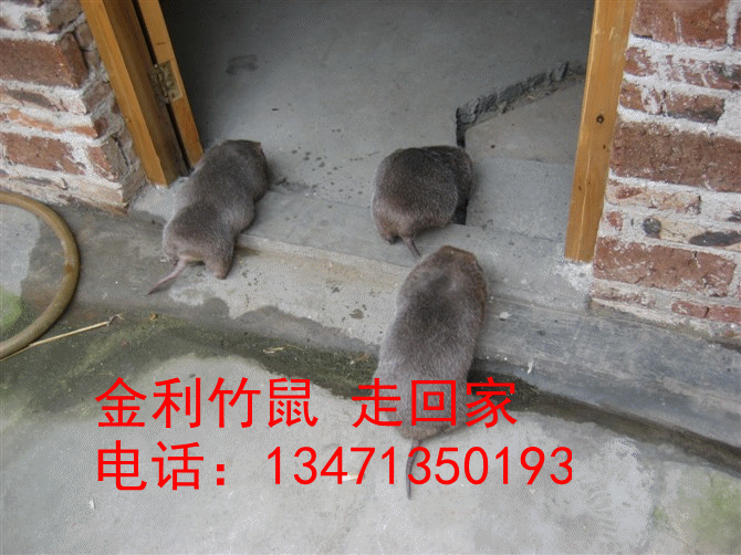 桂林竹鼠丨桂林竹鼠种苗丨金利竹鼠养殖场 