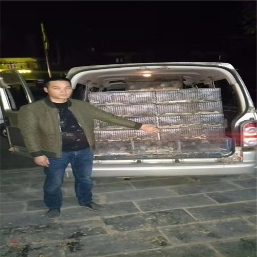 竹鼠