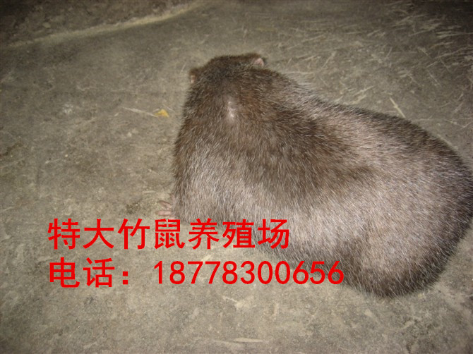 广西竹鼠丨桂林竹鼠种苗丨广西竹鼠的哺育 