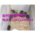 广西竹鼠种苗丨竹鼠价格丨竹鼠的体型特征 