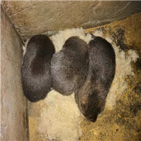 竹鼠