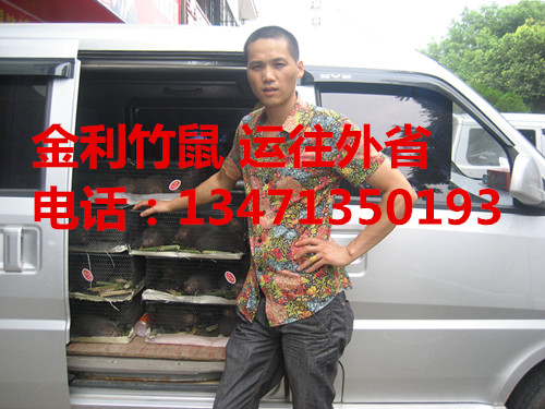 广西桂林竹鼠价格丨广西竹鼠供应商 