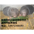 桂林竹鼠丨桂林竹鼠种苗丨竹鼠供应价格 