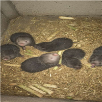 竹鼠养殖 竹鼠养殖基地 竹鼠养殖场 