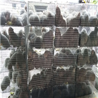 广东竹鼠 竹鼠养殖 广东竹鼠种苗 