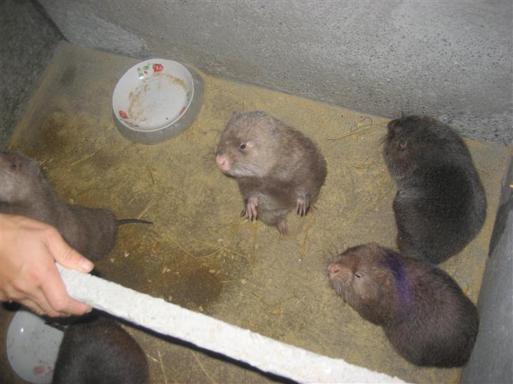 广西桂林最大竹鼠养殖基地 