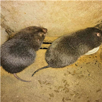 竹鼠