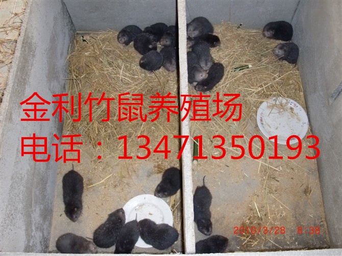 桂林竹鼠丨桂林竹鼠种苗丨桂林竹鼠苗培育 