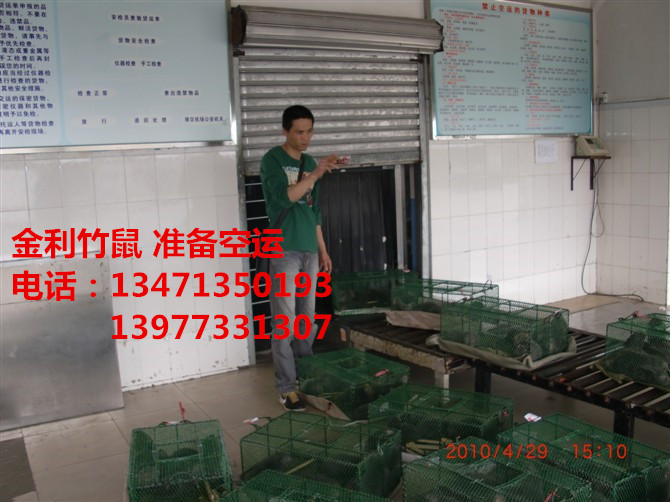 竹鼠养殖|广西竹鼠|桂林竹鼠 