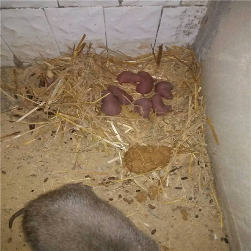 湖南竹鼠 湖南竹鼠销售 湖南竹鼠种苗 