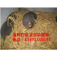 广西竹鼠种苗丨广西竹鼠价格丨竹鼠的饲料 