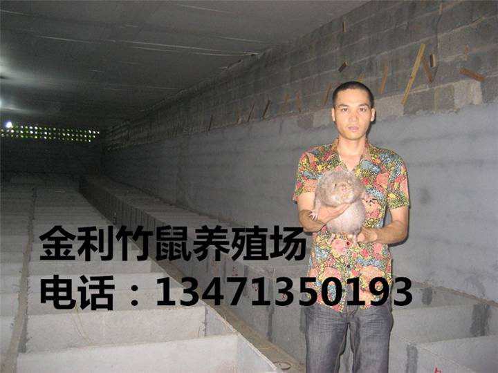 广西竹鼠丨广西竹鼠种苗丨竹鼠养殖基地 