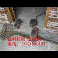 桂林竹鼠丨桂林竹鼠种苗丨金利竹鼠养殖场 