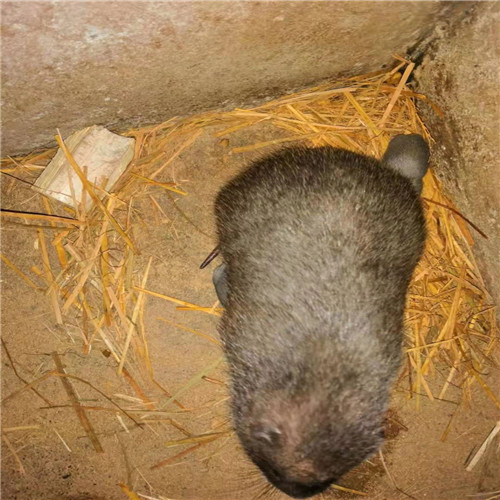 竹鼠