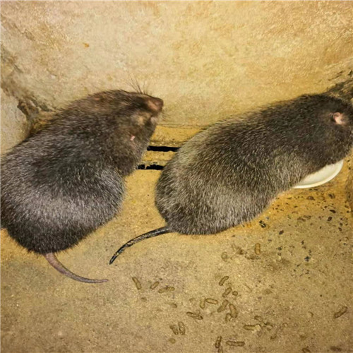 竹鼠