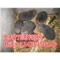 广西竹鼠|桂林竹鼠|金利竹鼠养殖场种苗 