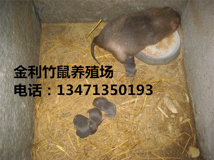 广西竹鼠种苗丨桂林竹鼠种苗 
