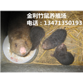 广西竹鼠丨广西竹鼠种苗丨金利竹鼠养殖场 