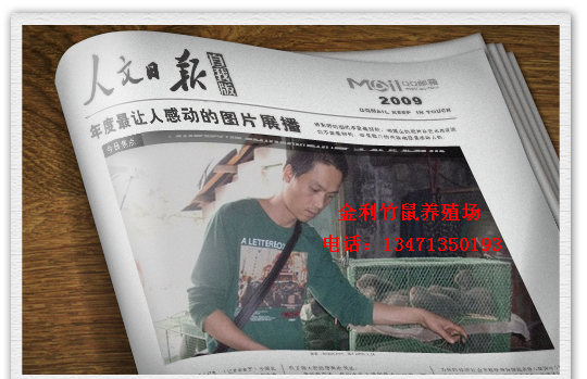 广西竹鼠丨桂林竹鼠种苗丨广西竹鼠的价值 