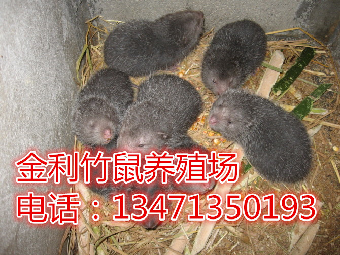 广西竹鼠|桂林竹鼠|金利竹鼠养殖场种苗 