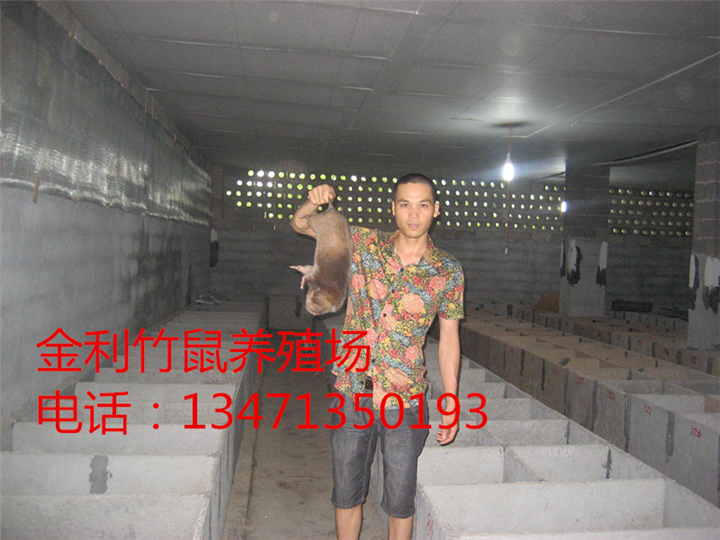 广西竹鼠养殖|桂林金利竹鼠养殖场 